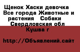 Щенок Хаски девочка - Все города Животные и растения » Собаки   . Свердловская обл.,Кушва г.